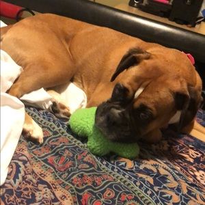 Meet your Posher, Jasmine